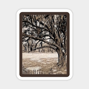 Trees On the Grounds of Jean Lafitte National Historical Park  Louisiana Magnet