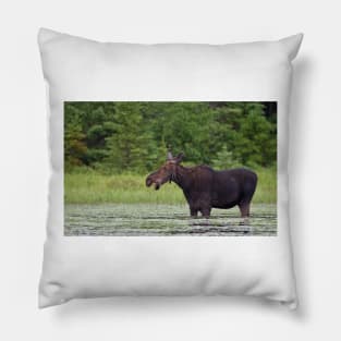 Canadian Moose, Algonquin Park, Canada Pillow