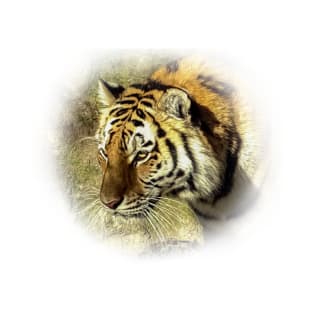 Tiger portrait T-Shirt