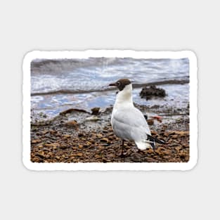 Black-headed Gull Magnet