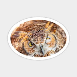 Winking Great Horned Owl Magnet