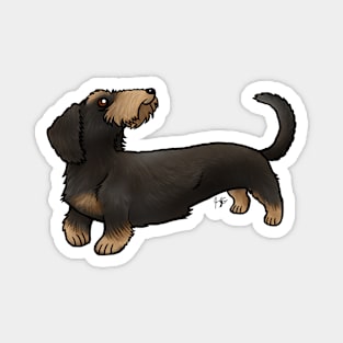 Dog - Wire-Haired Dachshund - Black and Tan Magnet