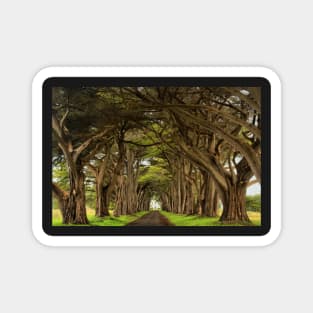 Point Reyes Cypress Tunnel Magnet