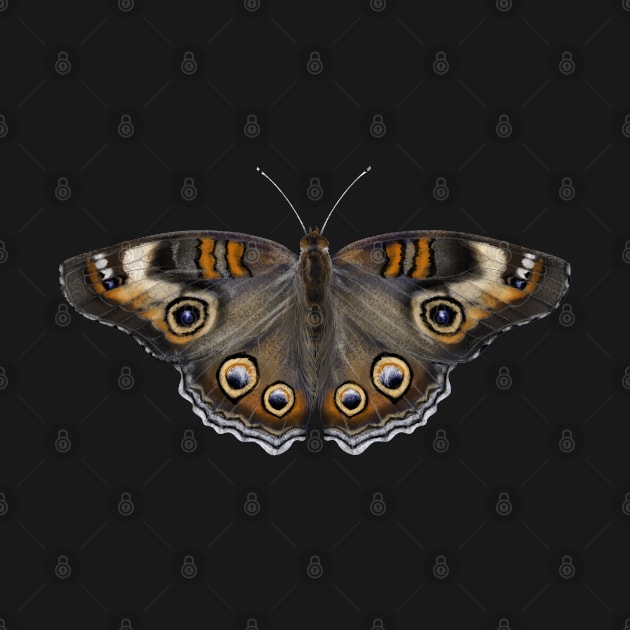 common buckeye butterfly by ElementalEmbers