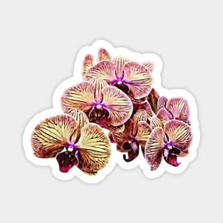 Group of Phalaenopsis Orchids Magnet