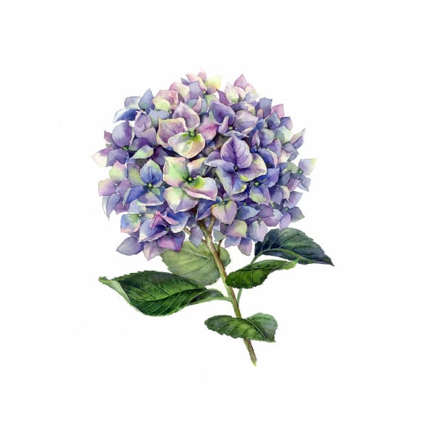 Hydrangea by Elena_Vavilina