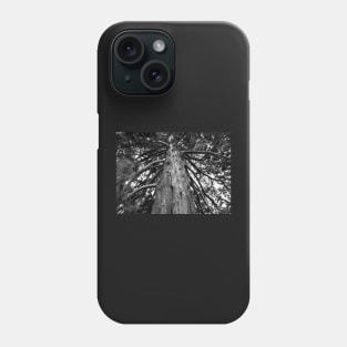 Black and White Photograph of a Redwood Tree Phone Case