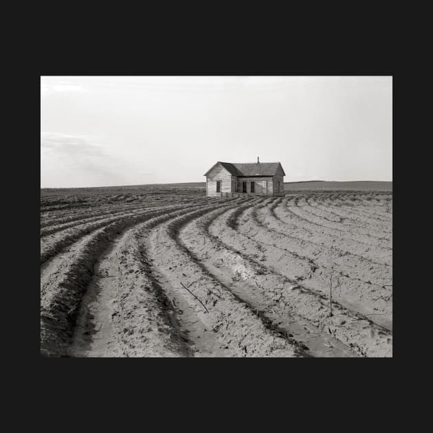 Cotton Fields, 1938. Vintage Photo by historyphoto