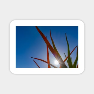 Spiky aloe green and orange leaves against blue sky Magnet