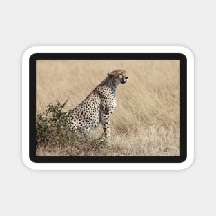 Looking About, Cheetah, Maasai Mara, Kenya Magnet