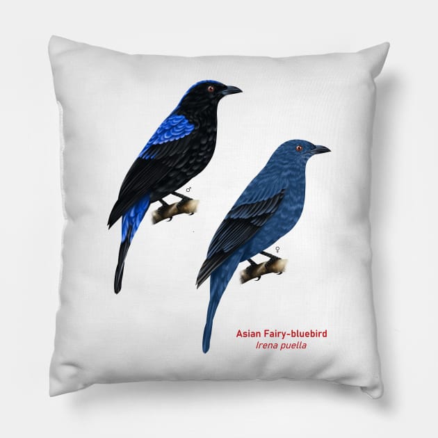 Asian Fairy-bluebird | Irena puella ⚥ Pillow by bona 
