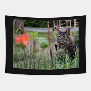 Grey tabby cat in summer looking at the poppy flower with great interest. Tapestry