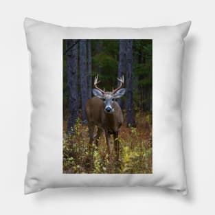 Curious Prince - White-tailed Buck Pillow