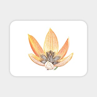 Tulipa orphanidea Whittallii Group AGM Tulip Miscellaneous tulip group  Artistic filter applied to photo Magnet