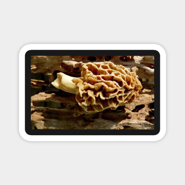 Morel mushroom Magnet by LaurieMinor