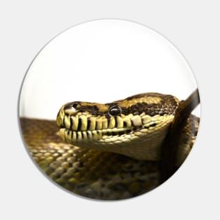 Snake VIII / Swiss Artwork Photography Pin