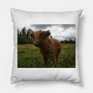 Scottish Highland Cattle Calf 2057 Pillow