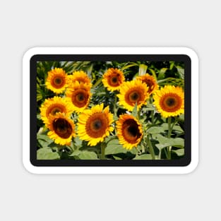 Sunflower Cluster Magnet