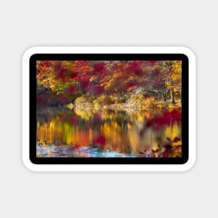 Autumn Colors Magnet