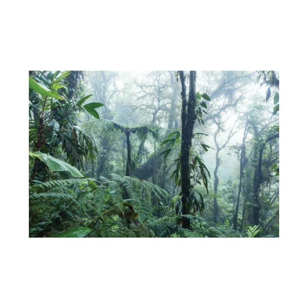 Monteverde Cloud Forest by HammiltenJohn