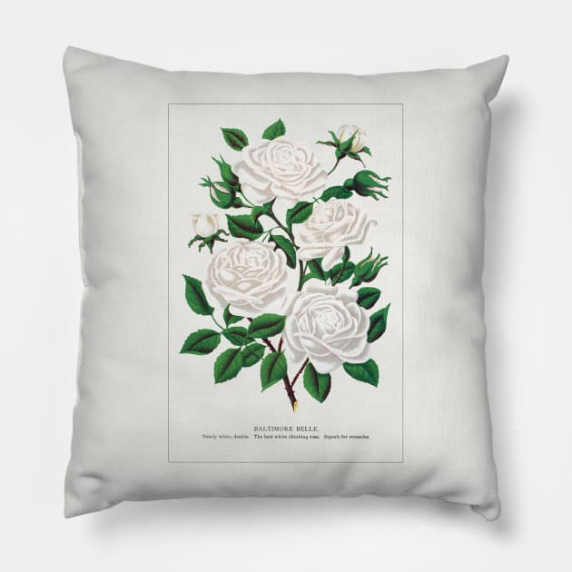 White rose, Baltimore Belle lithograph (1900) Pillow by WAITE-SMITH VINTAGE ART