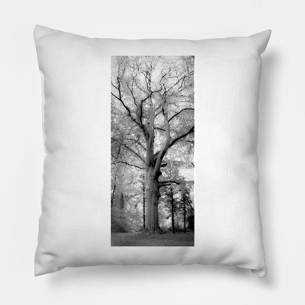 Inosculated beech Pillow by arc1