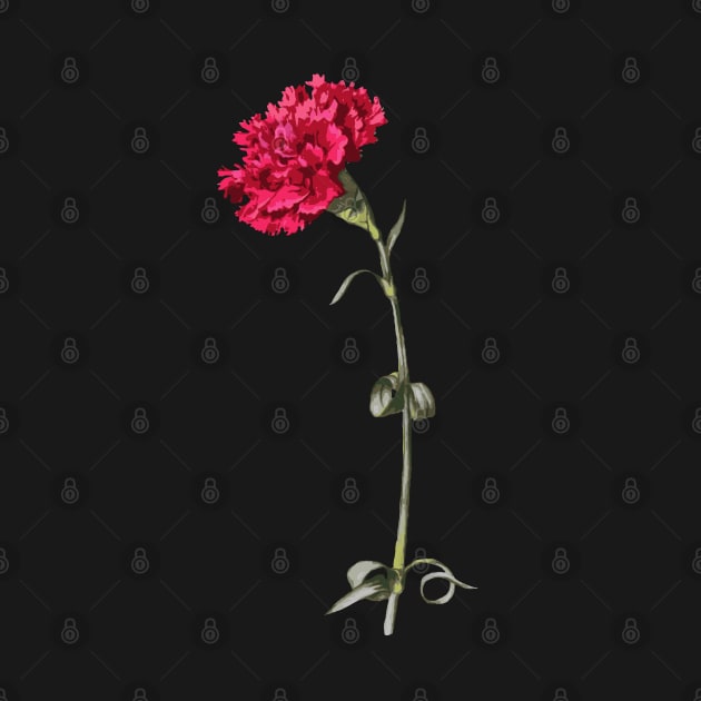 Single Stem Red Carnation Isolated by taiche