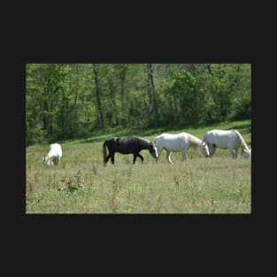 Wild Horse Herd T-Shirt