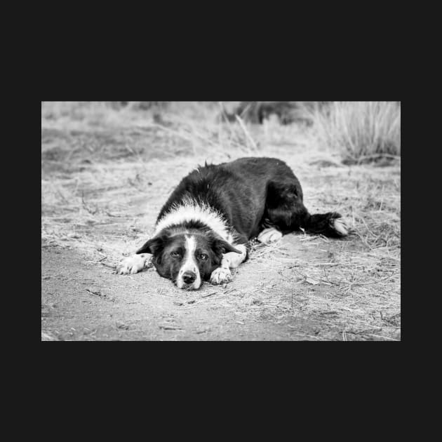 Black and White Border Collie Lying on Ground by Amy-K-Mitchell