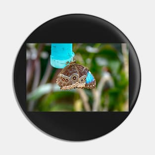 African Butterfly Pin