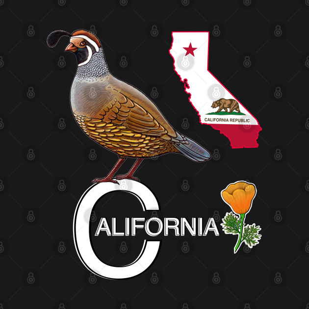 California quail state bird Californian poppy flowers by Artardishop