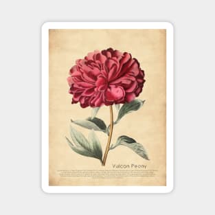 Vulcan Peony With Details Magnet