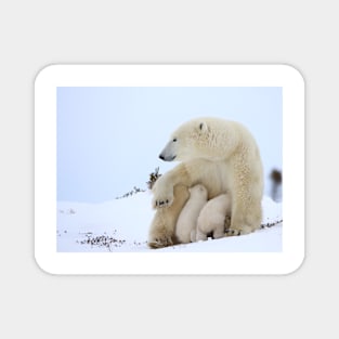 Mother polar bear nursing her newborn cubs Magnet