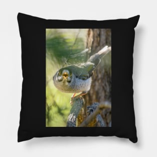 Noisy Miner 03 Pillow