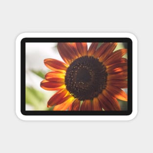 Sunflower Series VI Magnet