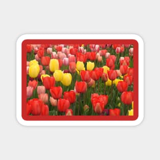 Nature, Natural Texture, Pattern, Flowers, Tulips Magnet