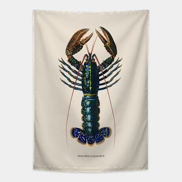 European Lobster Antique Naturalist Illustration Tapestry by Antiquated Art