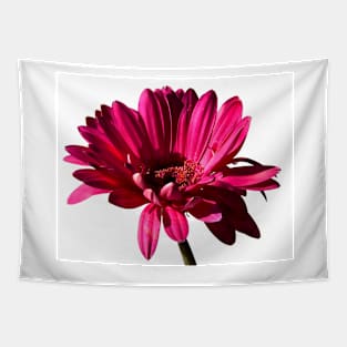 Gerbera Tapestry