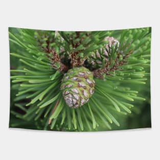 Young Pine Cone in Greens Tapestry