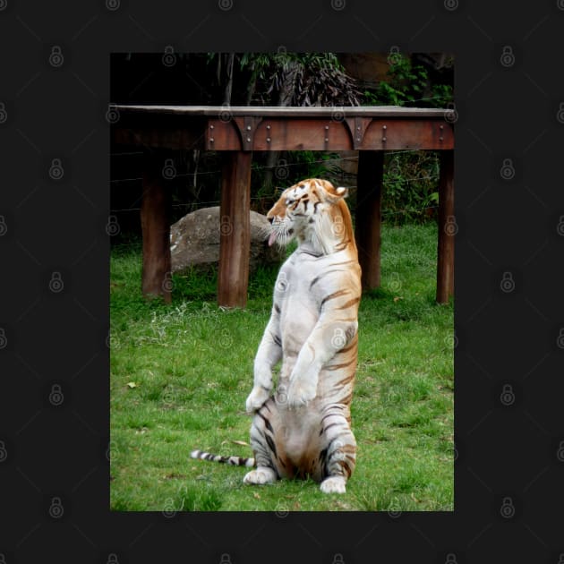 Sitting Tiger 2 by LeanneAllen