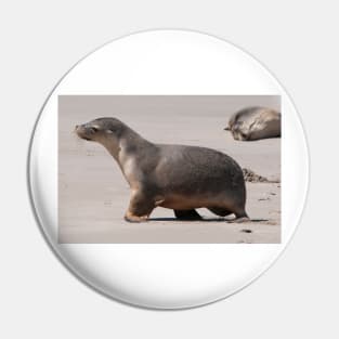 Sealion Cub Pin