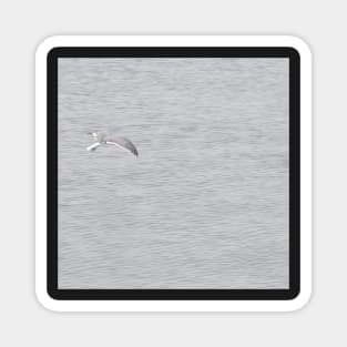 Grey gull flying over at Oman sea Magnet