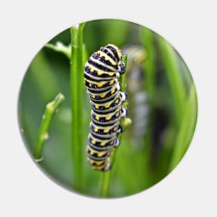 Swallowtail Caterpillar Pin