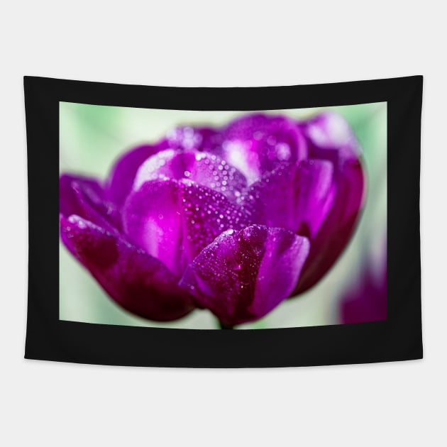 Dewdrops on a purple tulip Tapestry by blossomcophoto