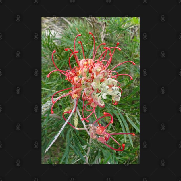 Grevillea 2016 by Julie Vaux