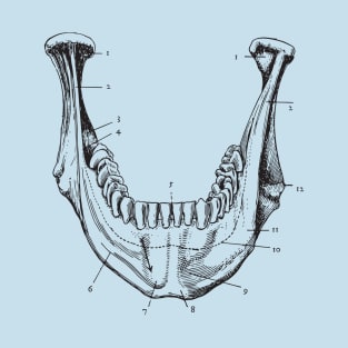 jaw anatomy T-Shirt