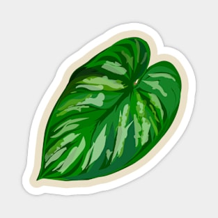 Philodendron 'Plowmanii' Magnet