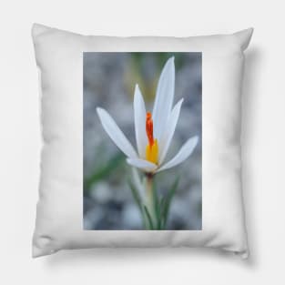 Crocus fleischeri Pillow