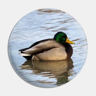 Male Mallard Duck Swimming Along a Beach Pin