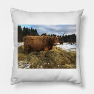 Scottish Highland Cattle Cow 2160 Pillow